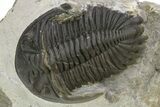 Hollardops Trilobite Fossil - Detailed Eye Preservation #275229-3